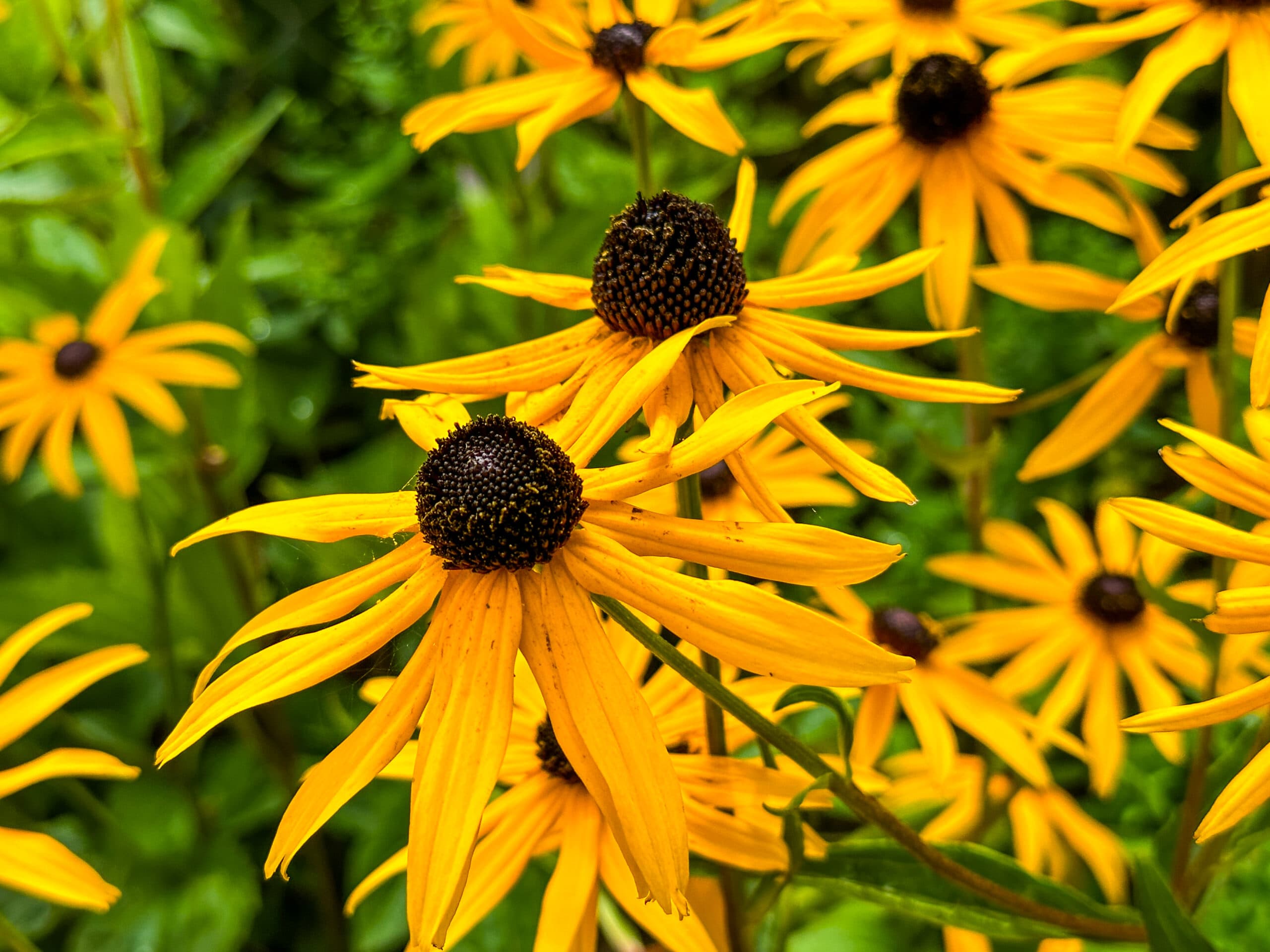 Kleingärtnerverein Beerenkamp e.V. Gartenmotiv